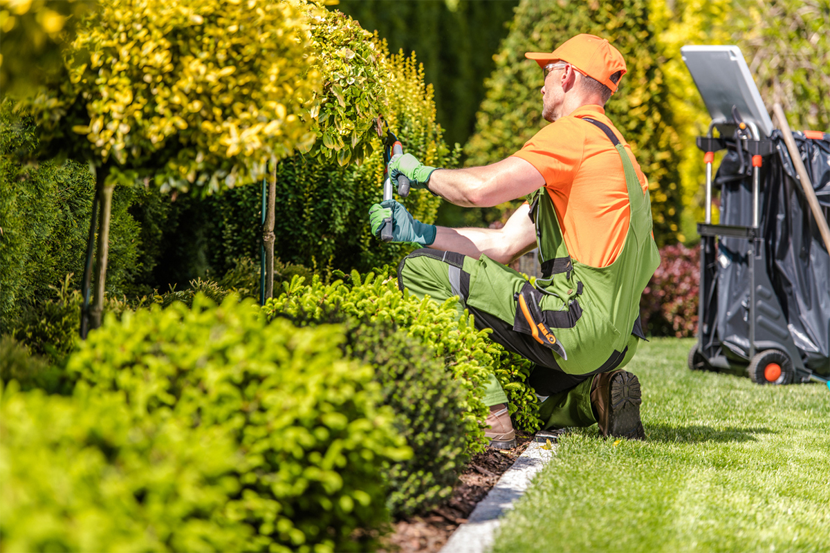 Lawn Mowing & Maintenance