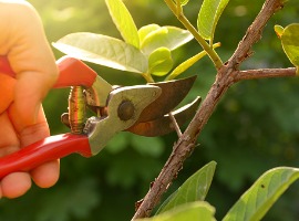 gardener pruning trees with pruning shears on nature background picture