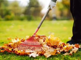 rake with fallen leaves in the park janitor cleans leaves in autumn picture