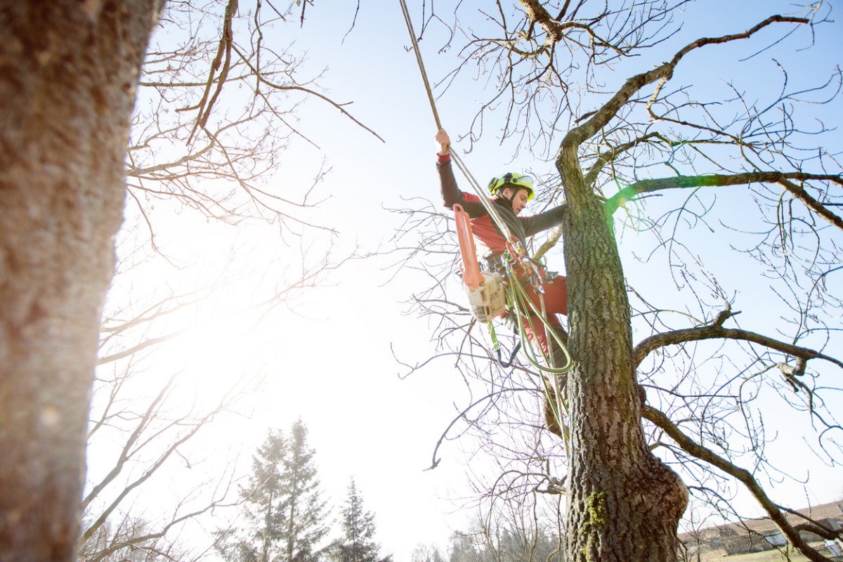 5 Best Tree Service Ads for Your Business