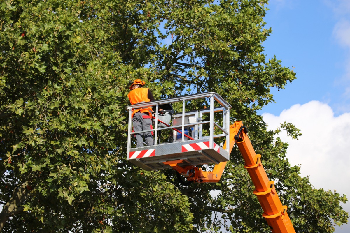 Tree Services Coventry