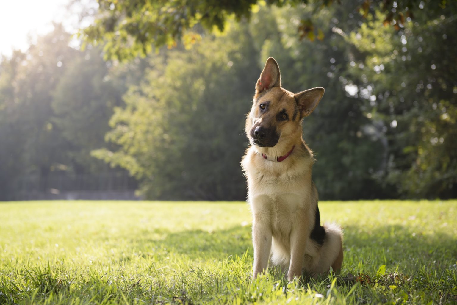 Is Pest Control Safe For Your Pets WorkWave