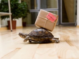 delivery speed turtle