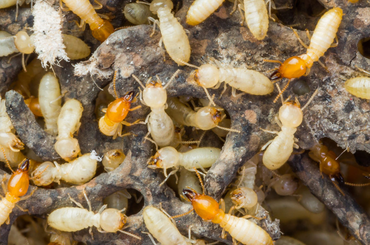 Bait Treatment termites