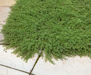 A green thyme lawn growing around concrete pavers in a yard.