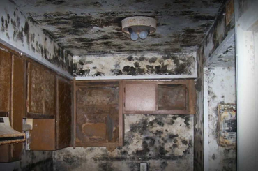 mold in the entire house interior