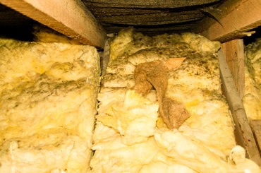 attic mold picture