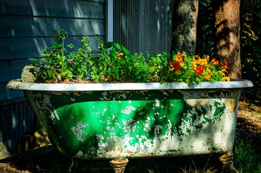 A rustic bathtub is used as a flower planter