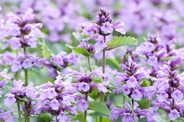 beautiful lilac catnip flowers bloom in a summer field picture
