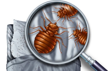 bed bug infestation picture