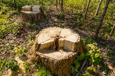 birch stump in the forest picture
