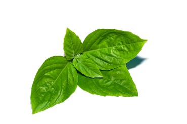 close up sweet basil leaf on white background picture