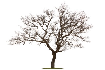 dead tree isolated with white background picture