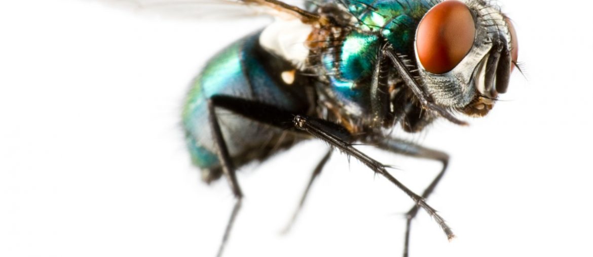 extreme closeup of a flying house fly picture
