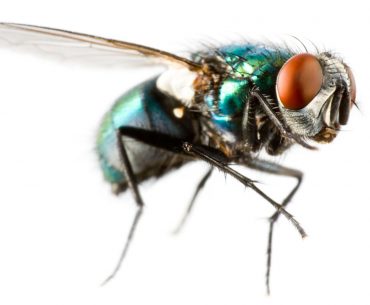 extreme closeup of a flying house fly picture