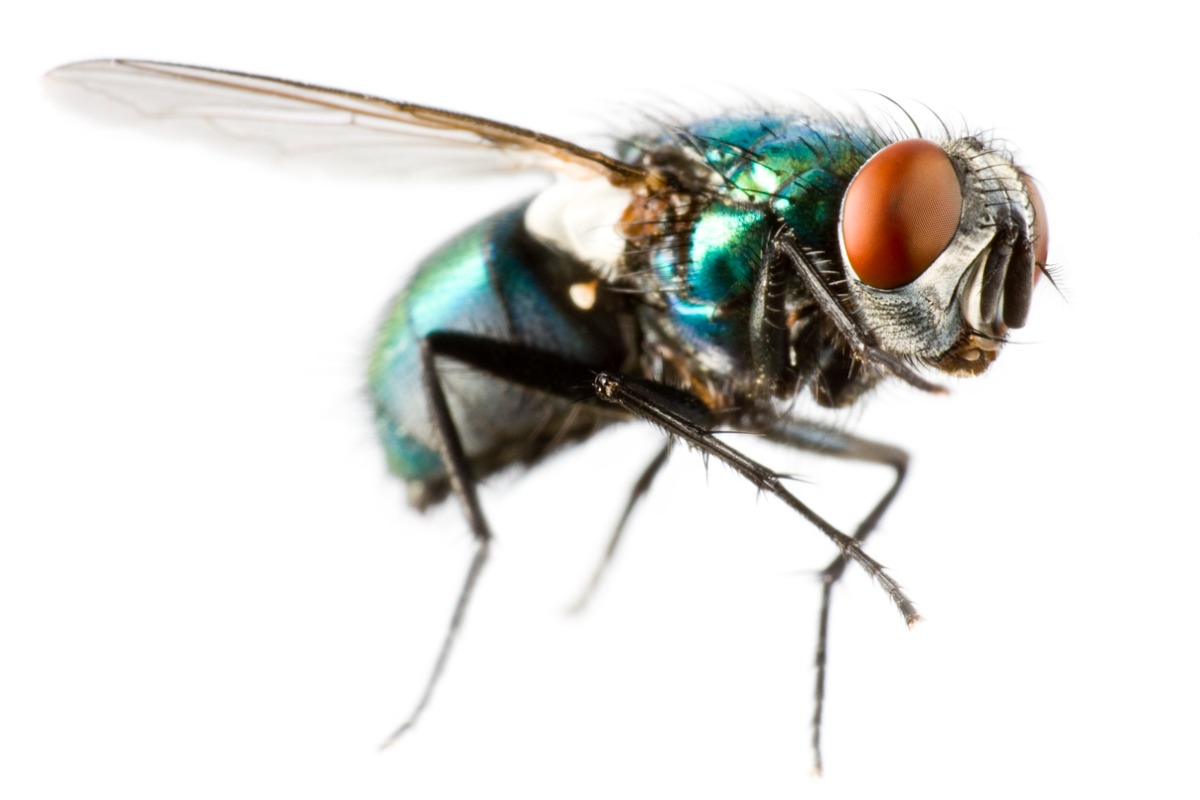 Natural Fly Repellents That Actually Work