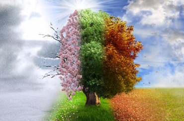 four season tree photo manipulation magical nature picture
