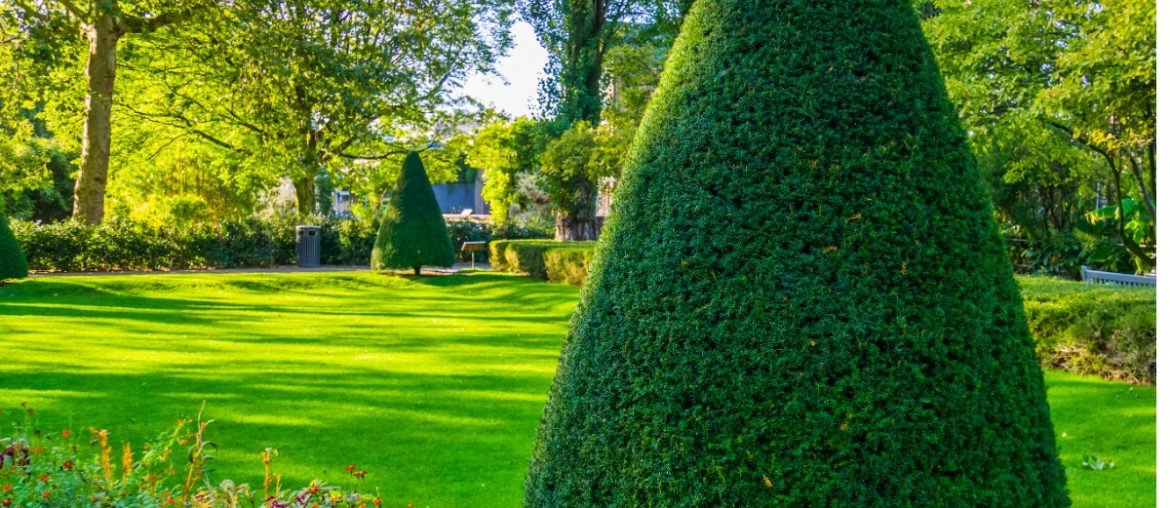 freshly pruned conifer tree in a beautiful garden gardening and art picture