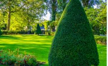 freshly pruned conifer tree in a beautiful garden gardening and art picture