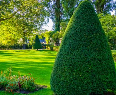 freshly pruned conifer tree in a beautiful garden gardening and art picture