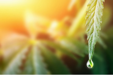 large drop on the edge of hemp leaf cbd oil cannabis concept hemp oil picture