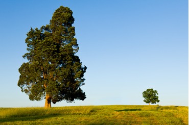 large tree dominates small tree on hillside