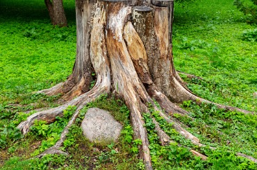 large tree stump with crooked roots picture