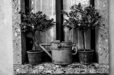window with two potted trees with tin watering can in Milan in Lombardy Italy