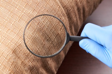 person detecting pest or insect on a furniture textile parasite and picture