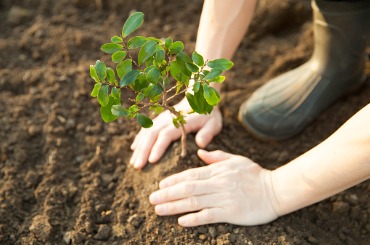 planting a young tree picture