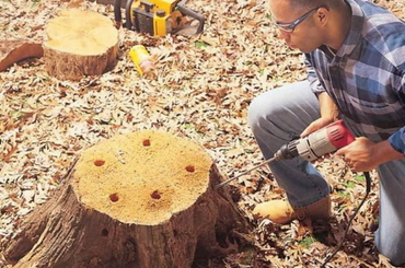 potassium nitrate to remove tree stump