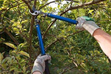 pruning shears picture