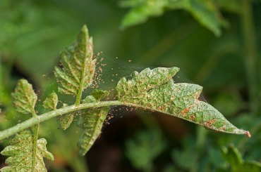 scouting for spider mite picture
