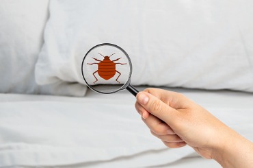 searching bed bugs picture
