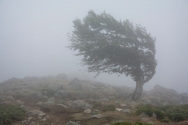 single tree in the fog struggling the strong wind picture