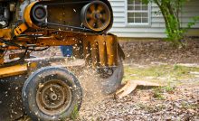 stump grinding picture