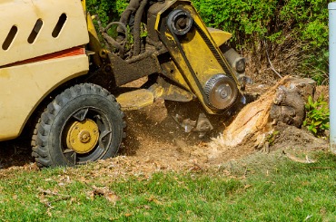 stump is shredded with removal grinding in the stumps and roots into picture