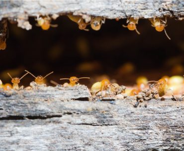picture of termites eating wood