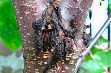 the festering bacterial canker wound on a cherry tree picture