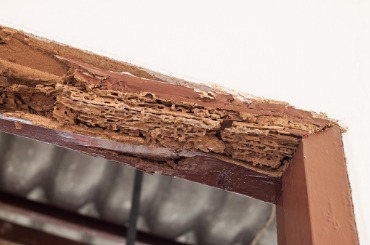 timber beam of door damaged by termite picture