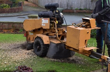 tree stump grinding picture