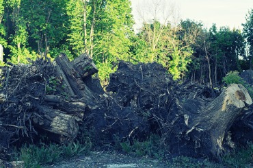 uprooted tree roots and stumps concept of deforestation picture