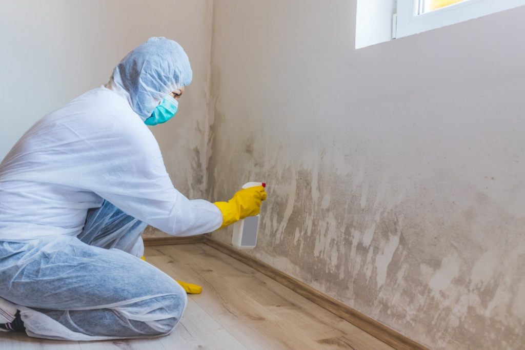 How Much Does Mold Remediation Cost? | Pricing Guide