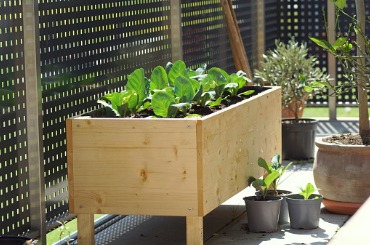 wooden pot with growing greens on a balcony garden picture