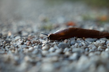orange long slug moving on a gray gravel ground picture