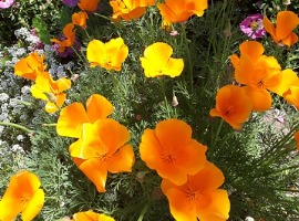 california poppies in mixed flower garden