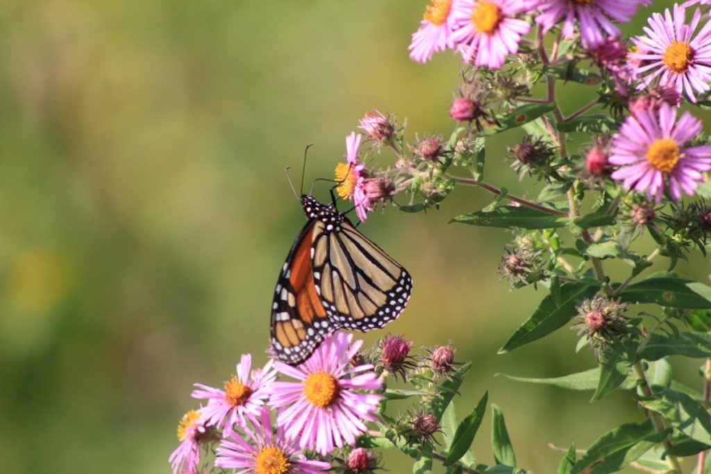 What Is the Native Plant Movement?