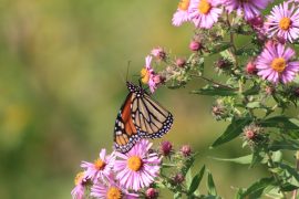 monarch on aster