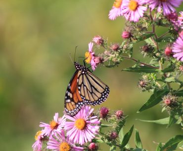 monarch on aster