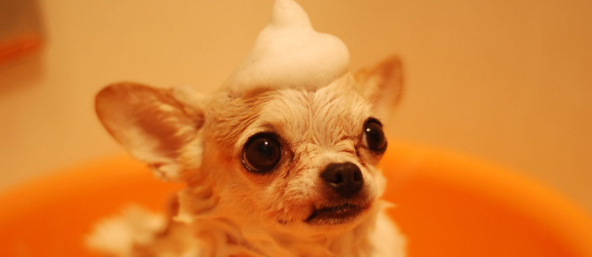 starting a dog grooming business guide chihuahua bathing